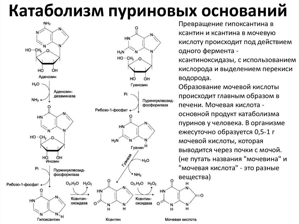 Коферменты биосинтеза жирных кислот. Синтез высших жирных кислот схема. Процесс образования мочевой кислоты биохимия. Метаболизм пуриновых оснований. Кислоты биохимия.