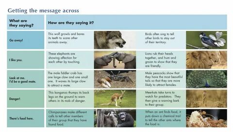 How animals