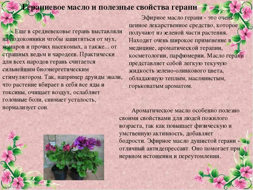 Герань комнатная описание. Герань полезные свойства. Герань лекарственное растение. Герань цветок характеристика. Пеларгония лекарственное растение.