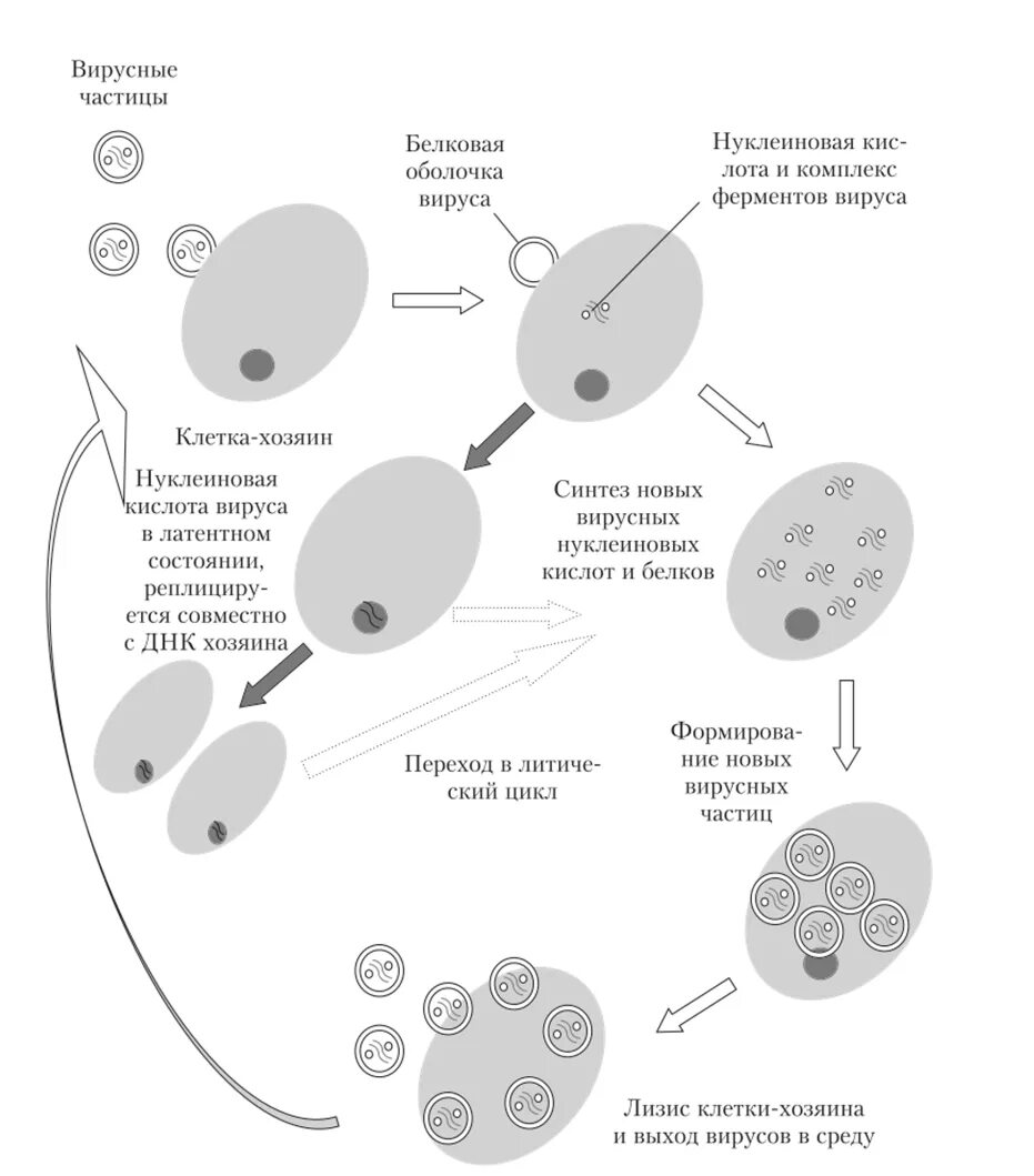 Цикл развития вируса. Схема цикла развития вируса биология 9 класс. Жизненный цикл вируса схема. Жизненный цикл вируса 5 пунктов.