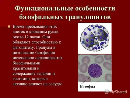 Специфические гранулы базофилов содержат
