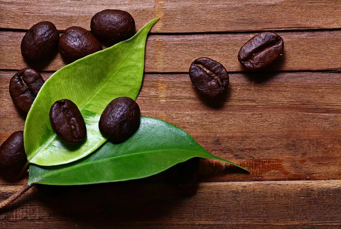 Кофейные листья. Листья кофейного дерева. Кофе в зернах. Кофейный листик.