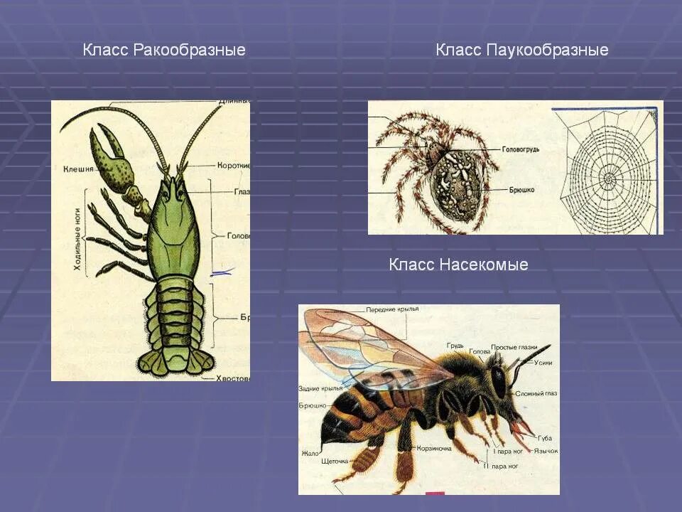 Установи соответствие между паукообразными и насекомыми. Класс ракообразные класс паукообразные класс насекомые. Тип Членистоногие класс насекомые. Тип Членистоногие класс паукообразные. Ракообразные паукообразные насекомообразные.