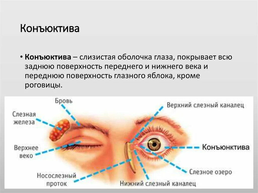 Нижний конъюнктивальный конъюнктивальный мешок. Верхний конъюнктивальный мешок анатомия. Конъюнктивальный мешок глаза. Нижний конъюнктивальный мешок глаза.