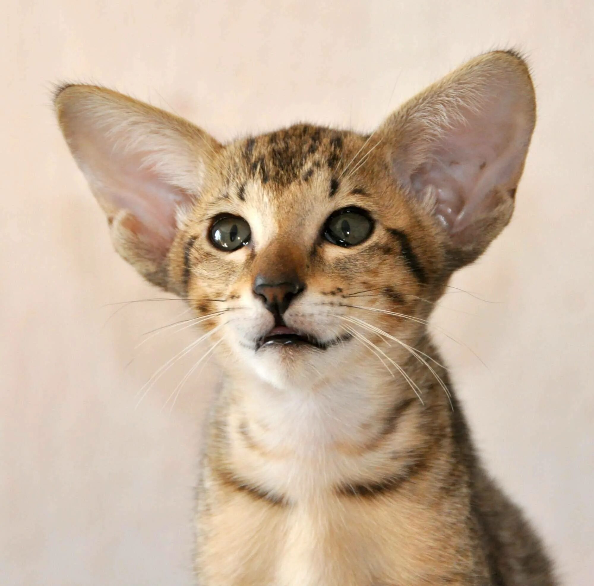 Ориентальный кот. Коты породы Ориентал. Ушастый кот порода Ориентал. Ориентальная короткошерстная кошка.