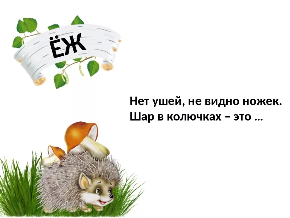 Еж поговорки. Загадки про ежа для детей 1 класса. Загадка про ежика. Загадка про ежа. Загадки про ежей.