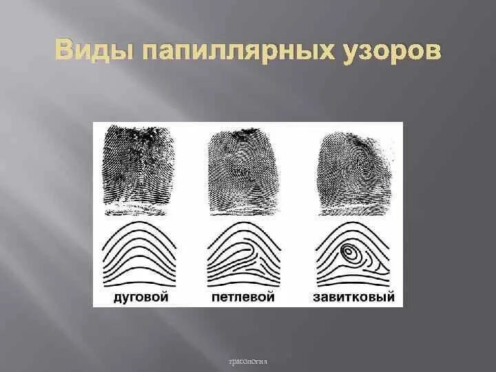 Типы папиллярных узоров в криминалистике. Типы петлевых отпечатков пальцев. Тим и вид папиллярного узора. Узоры пальцев в криминалистике. Узоры пальцев в криминалистике.