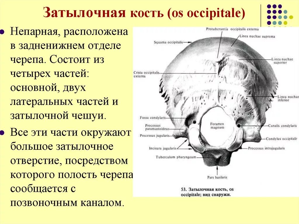 Кости черепа затылок. Затылочная кость черепа анатомия. Затылочная кость Синельников. Верхняя выйная линия затылочной кости. Затылочная кость медунивер.