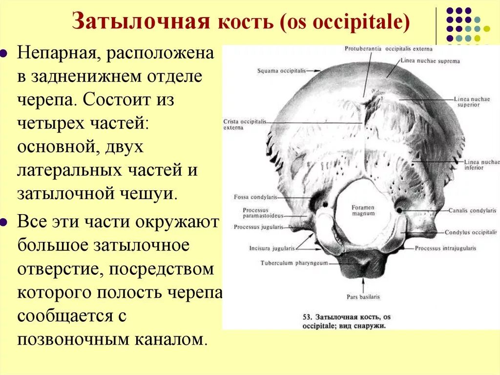 Большая затылочная кость