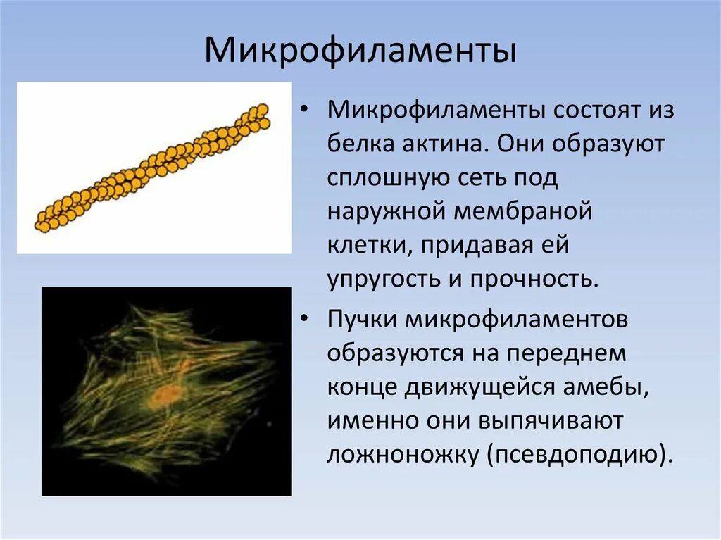 Микротрубочки участвуют в формировании
