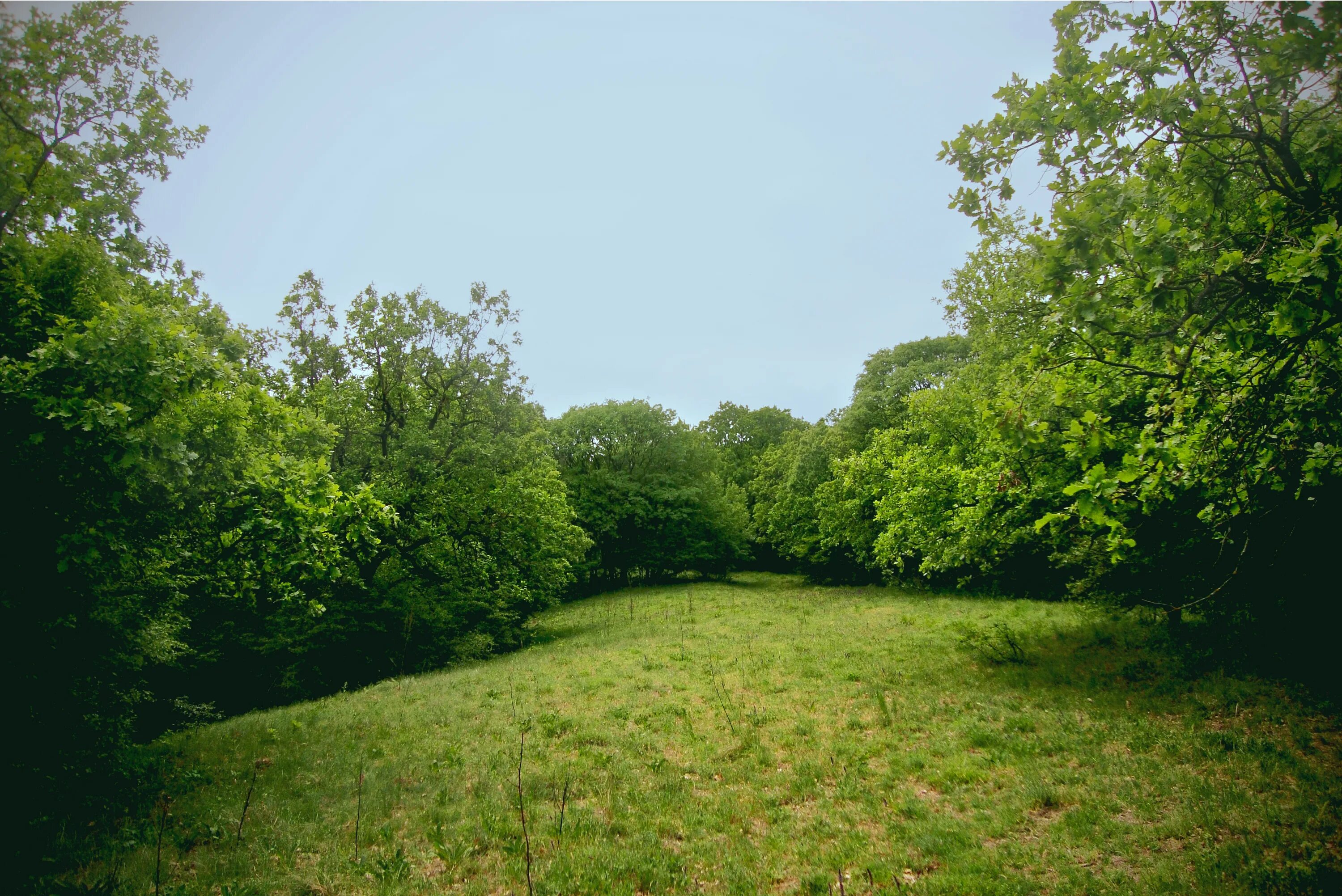 Clearing forests. Урочище мутнянка ставрополь. Clearing the infield. Forest clearing. Обезлесение перу.