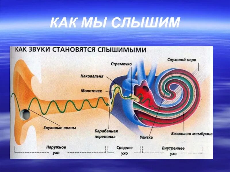 Распространение звуковой волны в ухе. Звуковая волна в ухе. Как звук проходит через ухо. Как мы слышим. Звук частоты в ушах