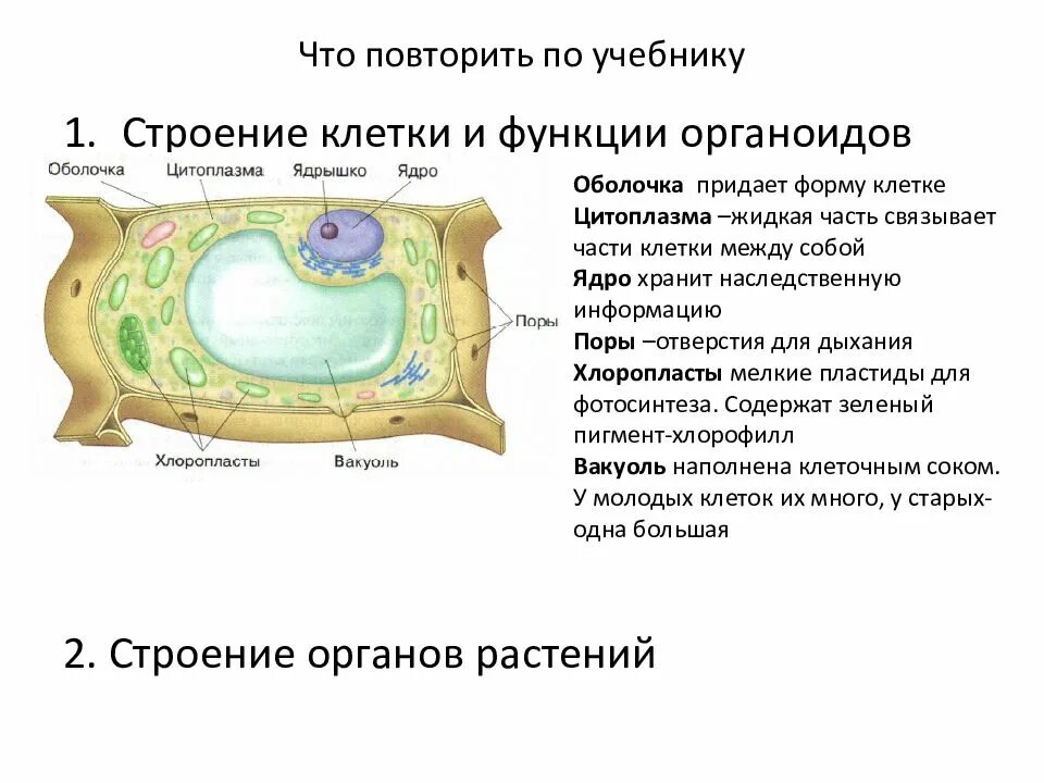 Структура растительной клетки 6 класс впр. Биология 6 класс структура клетки растений. Растительная клетка строение и функции органоидов. Структура растительной клетки 6 класс биология. Структура клетки 6 класс биология.