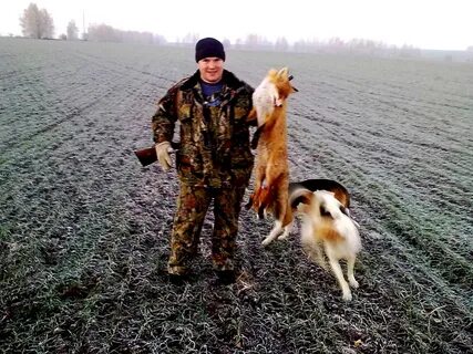 Охота с гончими на зайца видео свежее
