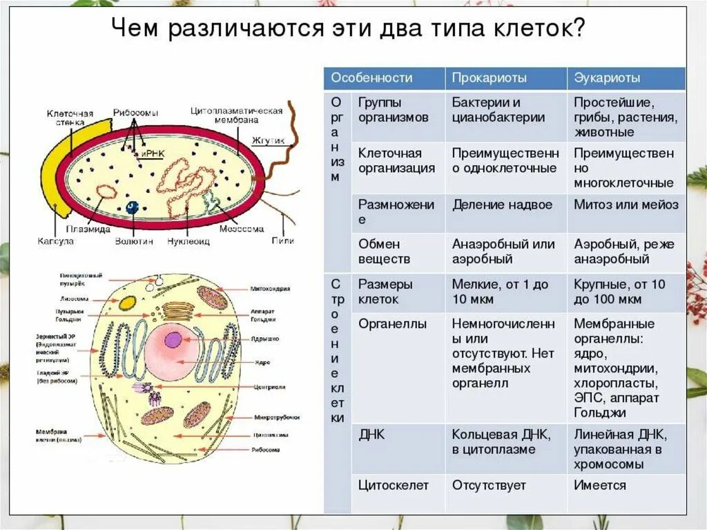 Наличие ядра прокариоты. Общий план строения клеток эукариот и прокариот. Структура клеток прокариота и эукариота. Строение клетки прокариот и эукариот. Плазматическая мембрана у клеток эукариот.