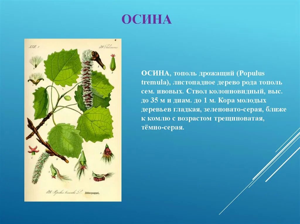 Стебель тополя дрожащего(осина). Тополь дрожащий осина дерево. Тополь дрожащий (осина) – Populus tremula. Тополь дрожащий (осина) – Populus tremula гербарий. Осина в какой природной зоне