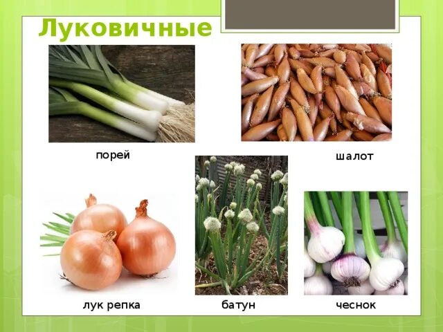 Лук шалот и лук порей. Лук шалот и лук порей. Шалот порей. Лук шалот и лук порей. Лук шалот на зелень.
