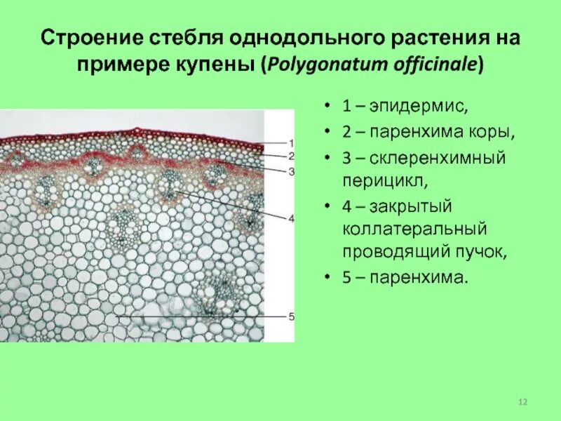 Проводящий пучок однодольного растения. Анатомическое строение стебля однодольных растений. Строение стебля однодольного растения. Поперечный срез стебля однодольного липы. Поперечный срез стебля купены.