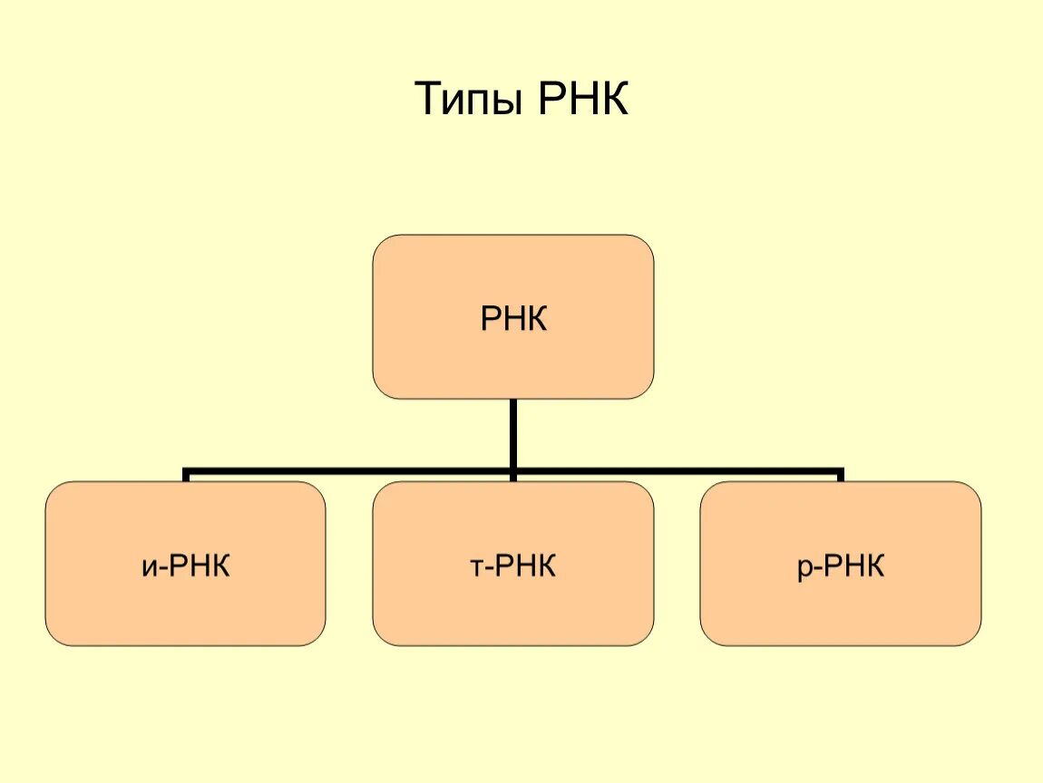 Типы рнк и их функции. Типы рнк. рнк делится на 3 вида. разные типы рнк отличаются. рнк бывает трех видов.