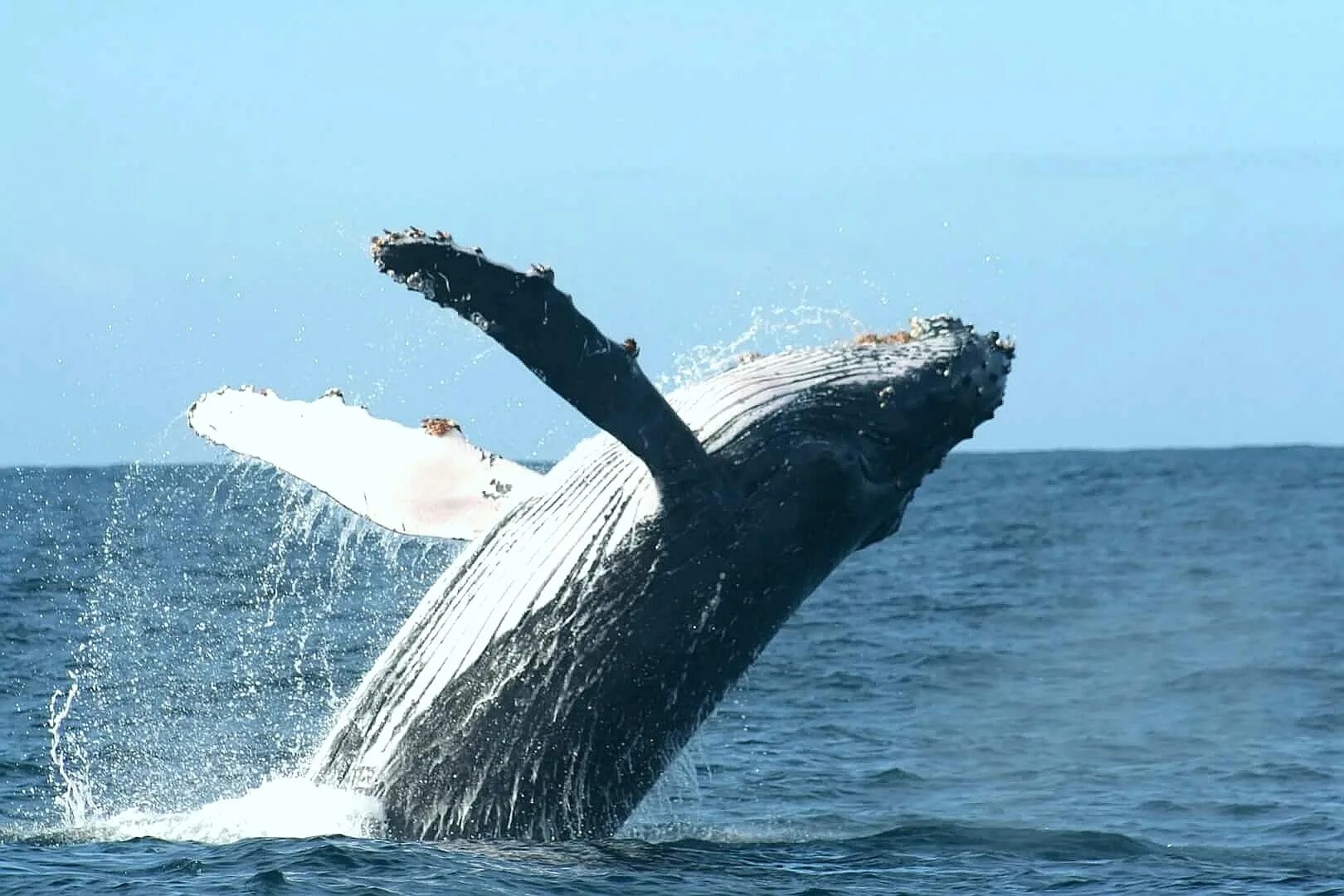 Горбатый кит Баренцево море. Горбатый кит в Мурманске. Териберка касатки киты. Горбатый кит Териберка. Тур в мурманск на китов