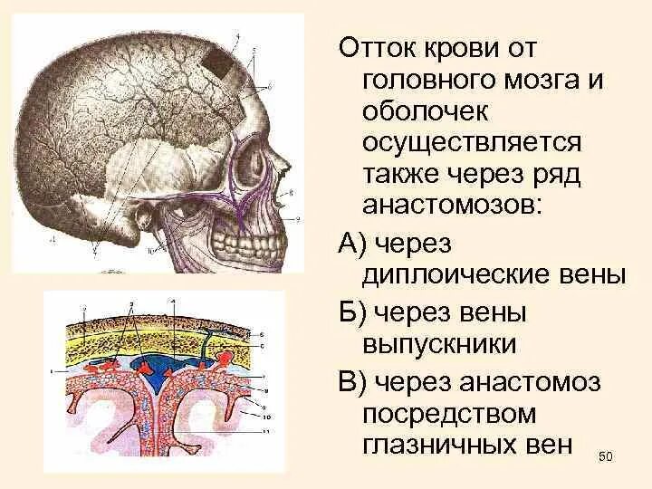 Отток головного мозга. Венозная кровь от головного мозга оттекает. Диплоические вены костей свода черепа. Оболочки мозга и диплоические вены. Отток крови от головного мозга.