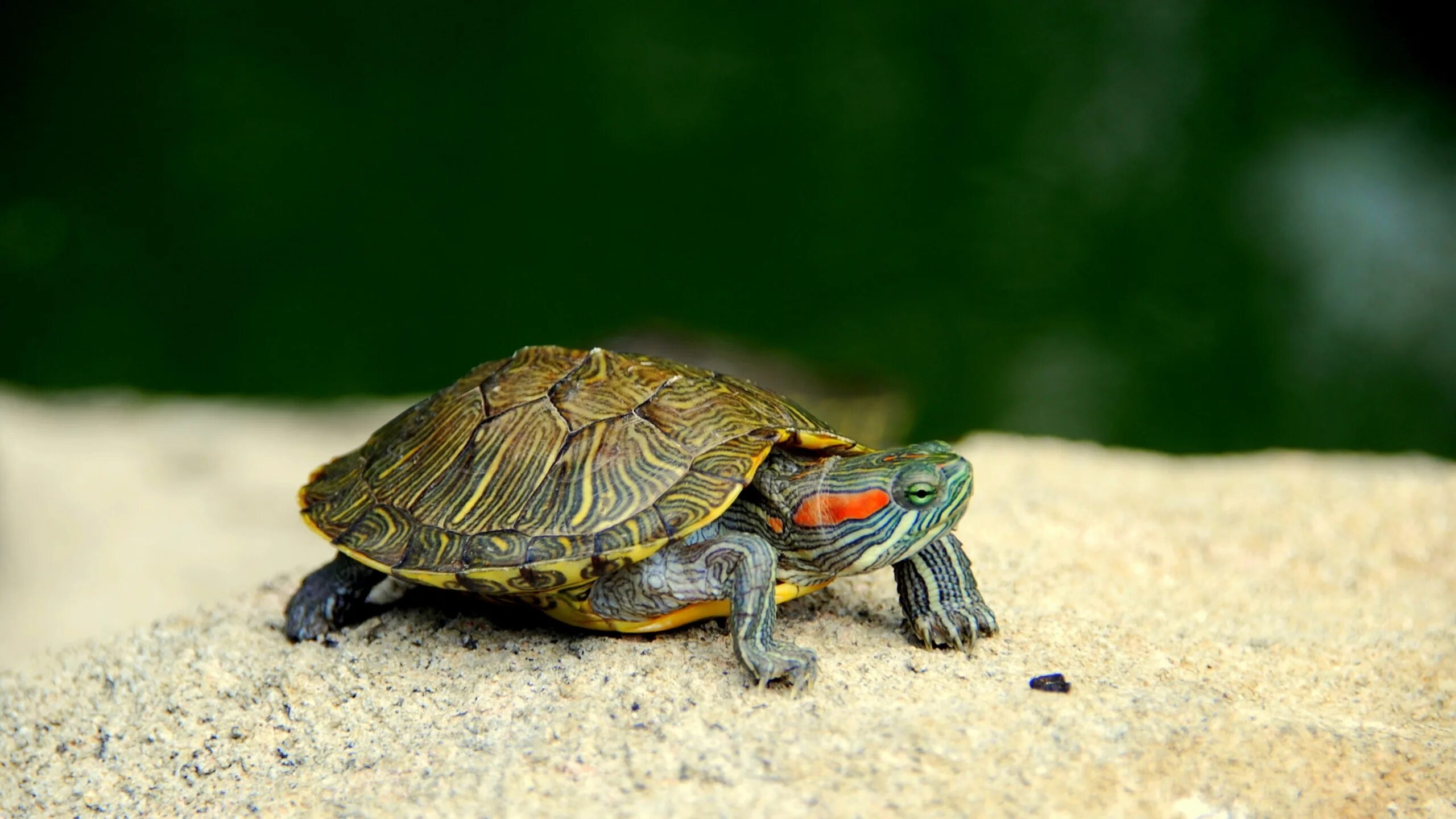 Глазчатая черепаха. Красноухая черепаха. Плоскотелая черепаха. Суматранская черепаха.