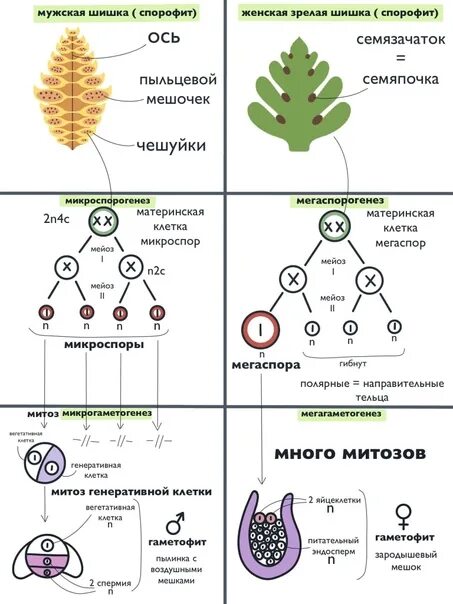 Цикл развития мужского гаметофита у голосеменных. Строение мужского гаметофита голосеменных растений. Жизненный цикл голосеменных гаметофит. Микроспора покрытосеменных.