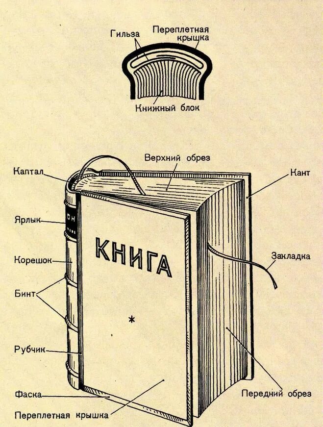 4 страница обложки. Как правильно называются части книги. Из чего состоит книга структура книги. Анатомия книги из чего состоит книга. Части обложки книги.