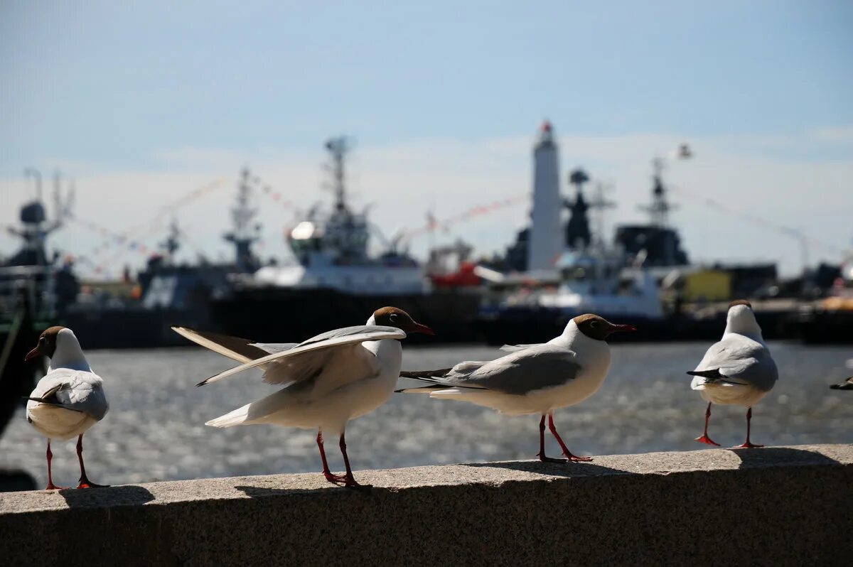 кронштадт чайки фото. чайки в кронштадте. чайка кронштадт. маленькие чайки в кронштадте. чайки в кронштадте.
