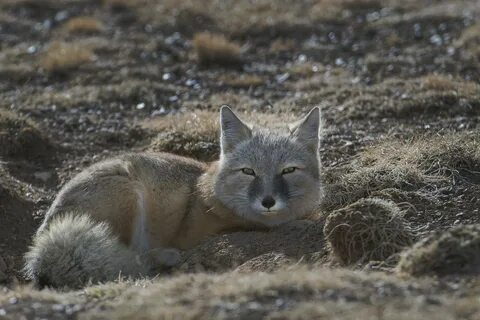 Лисица корсак природная зона