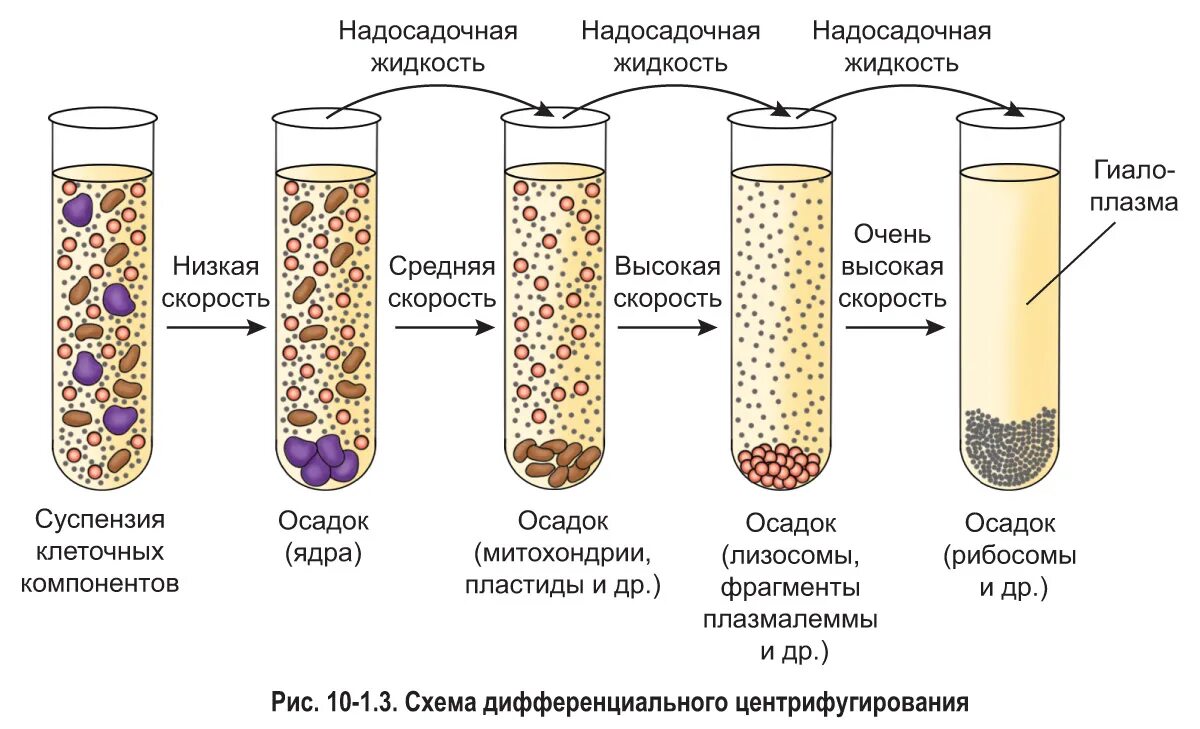 Разделение жидкой смеси клеток