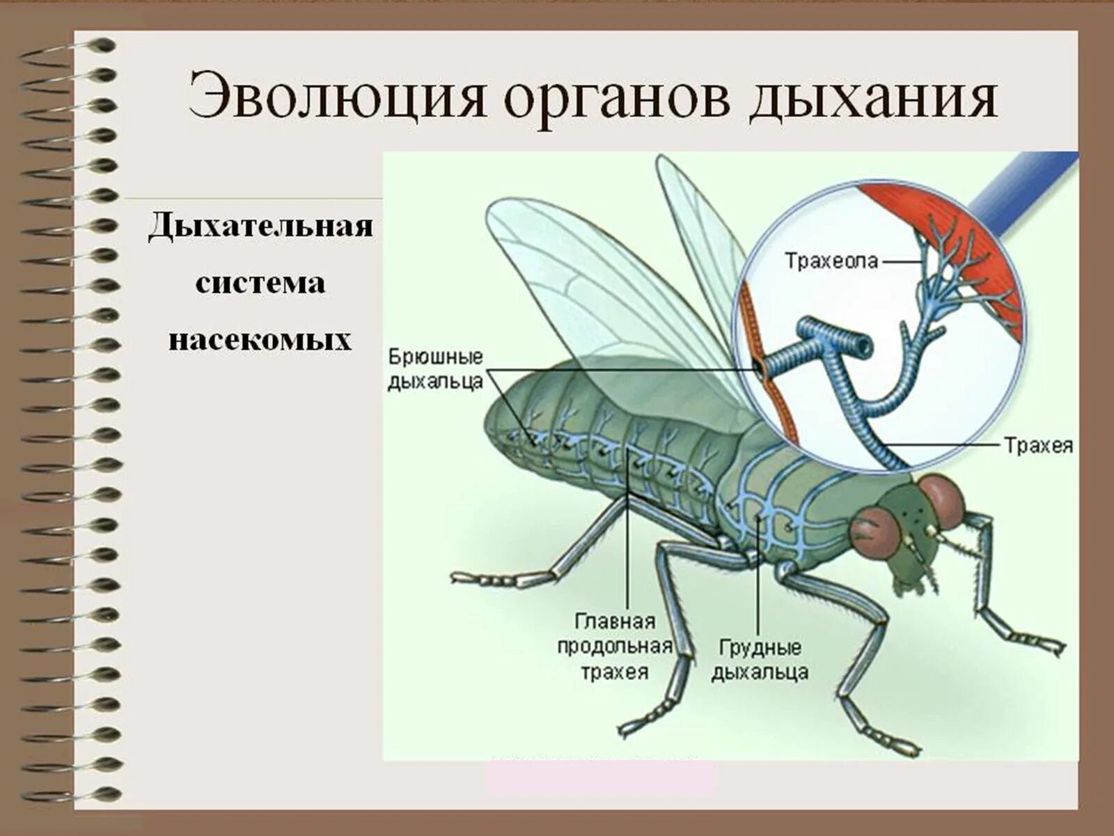 Внутреннее строение насекомых дыхательная система. Дыхательная система членистоногих насекомых. Эволюция дыхательной системы насекомых. Трахеи насекомых. Речной рак дышит трахеями