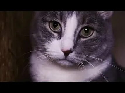 Канал домашние животные