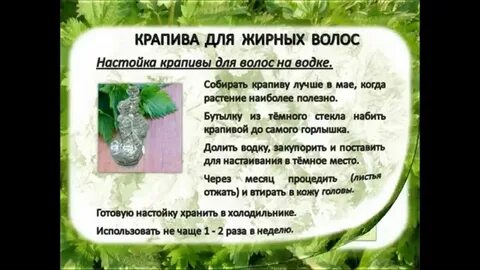 Польза крапивы для волос