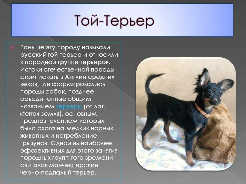 Почему порода. Описание собаки. Описание собаки той терьер. Рассказать о любой породе собак. Той терьер презентация.