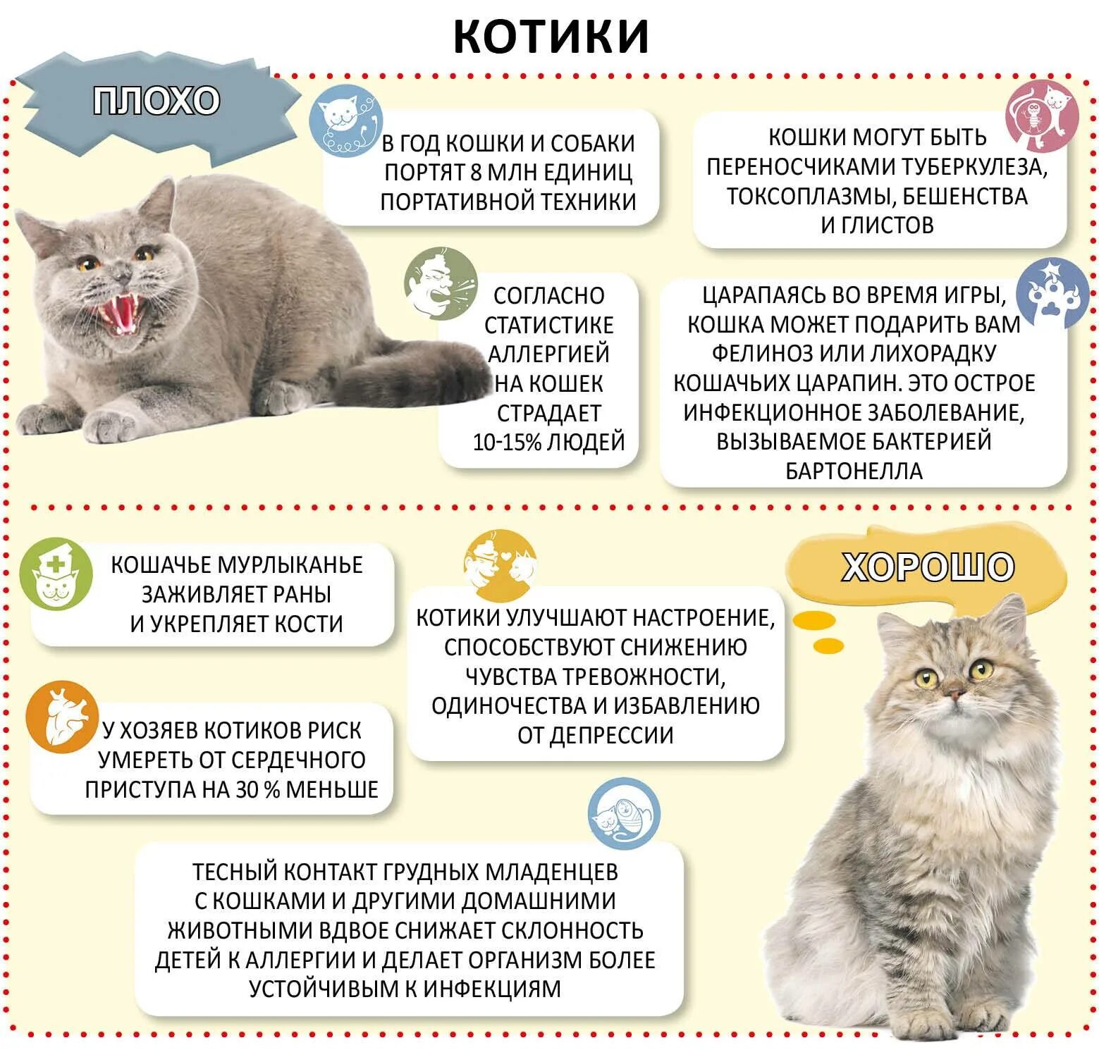 Сколько должно быть месяцев котенку