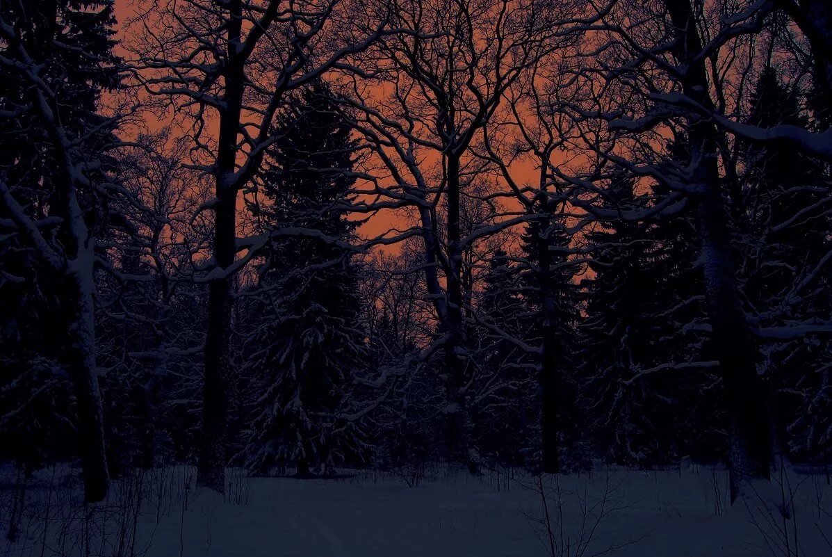 зима ночь. зимний пейзаж. вечерний зимний лес. зимний лес вечером. зимний ночной пейзаж.