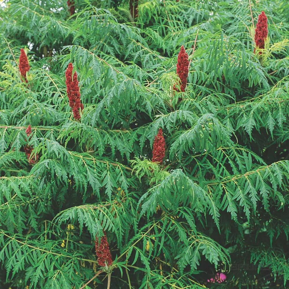 Сумах Rhus typhina. Сумах пушистый оленерогий. Сумах пушистый оленерогий уксусное дерево. Сумах оленерогий dissecta.