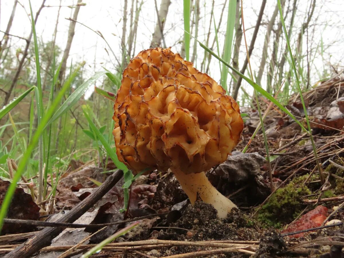 Весенний гриб похожий на сморчок. Сморчки грибы. Сморчок Луговой. Гигантский гриб сморчок строчок.