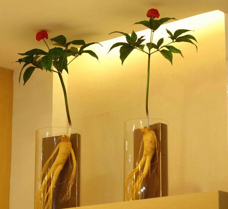 Женьшень как вырастить. Саженцы женьшеня. Женьшень как вырастить. Женьшенарий. Плантации женьшеня.