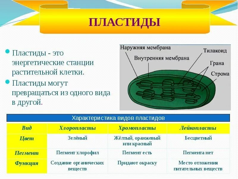 Хлоропласт царство. Строение растительные пластиды. Строение пластид 5 класс. Пластиды животной клетки строение и функции.