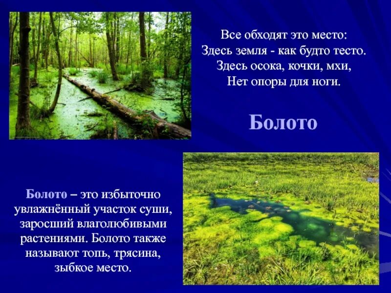 Болота что означает. Презентация о болоте. Презентация на тему болота. Презентация на тему болото. Доклад про болото.