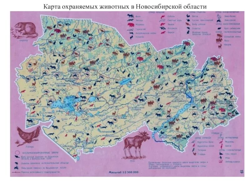 Какие животные обитают в пензенской области. Карта обитания животных в Новосибирской области. Животный мир Новосибирской области карта. Охраняемые территории Новосибирской области карта. Животные Новосибирской области на карте.