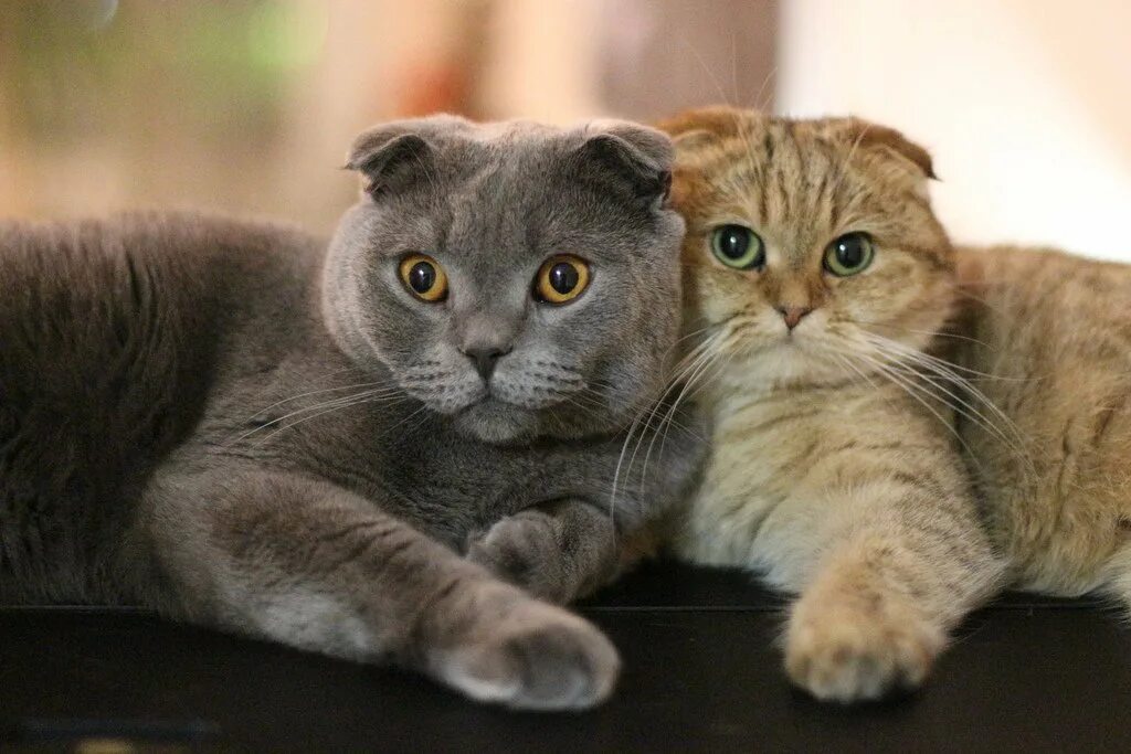 Скоттиш-фолд Шотландская вислоухая. Шотландская кошка скоттиш фолд. Порода Шотландская вислоухая. Шотландская вислоухая ошка