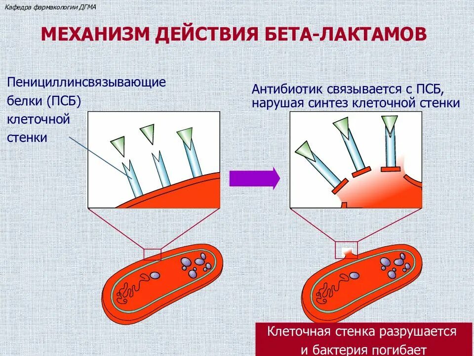 Механизм пенициллинов. Механизм действия бета лактамных антибиотиков схема. Механизм действия б лактамных антибиотиков. Бета-лактамные антибиотики механизм действия. Б лактамные антибиотики механизм действия.