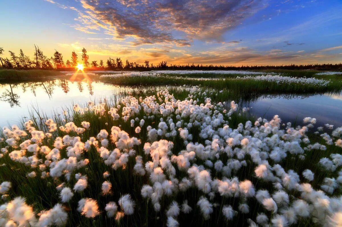 Восхитительные большие. Ямальская пушица. Красота природы. Весенний пейзаж. Природа России.