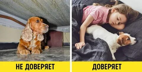 Почему собака не доверяет