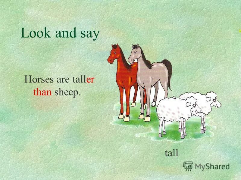 Fat has cow a the body got. Рисунок poggo по английскому языку. Гдз по английскому языку 3 класс рабочая тетрадь страница 38. Животные части тела на английском языке. Fat has cow a the body got.