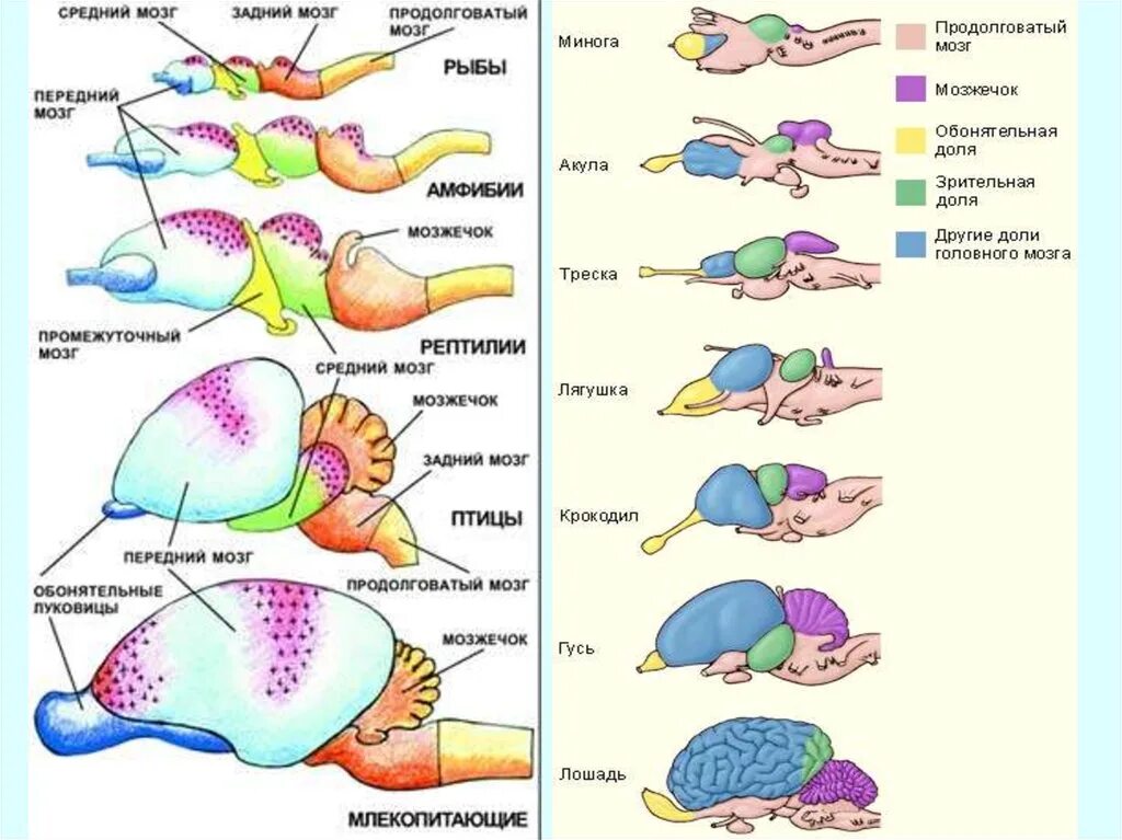 Функция головного мозга животных. Нервная система головной мозг Эволюция у позвоночных. Схема развития головного мозга позвоночных. Головной мозг хордовых. Эволюция мозга хордовых животных.