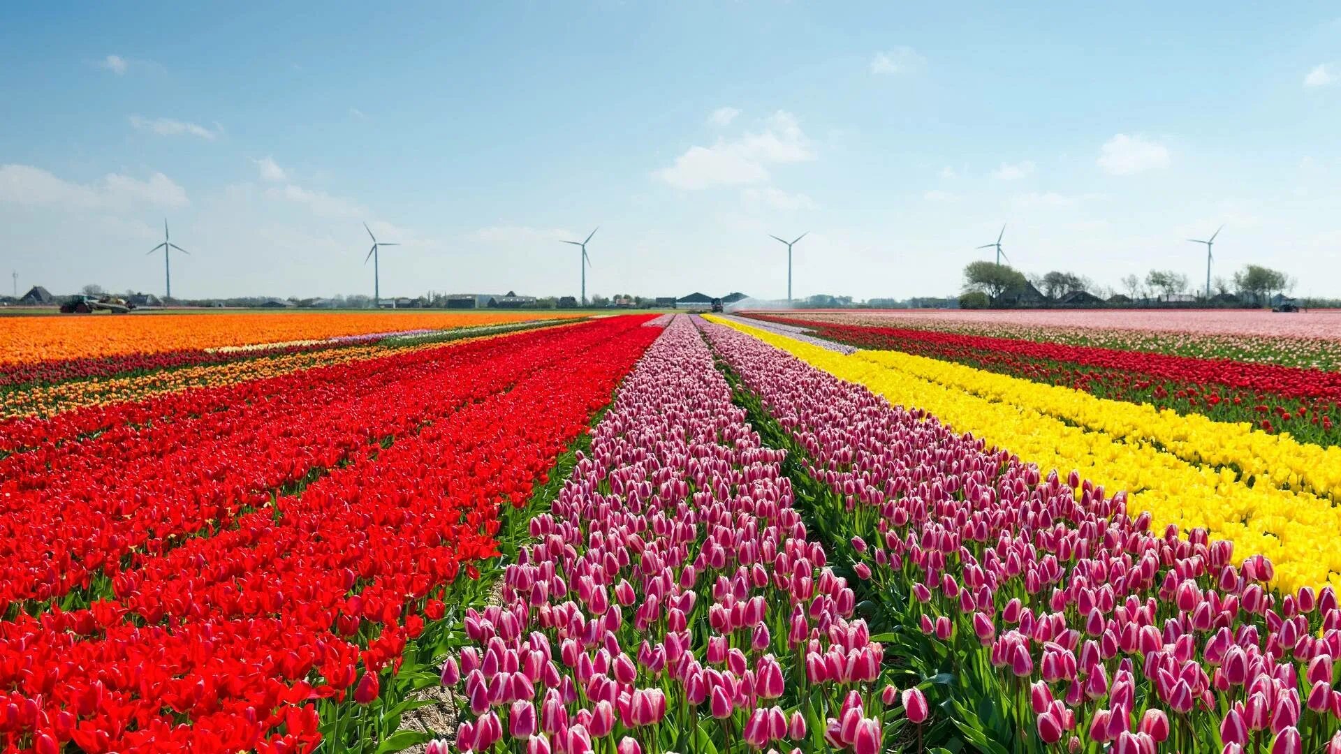 Где находится тюльпановое поле. Тюльпановое поле Амстердам. Королевство Нидерланды тюльпановые поля. Тюльпановые поля в Голландии. Цветение тюльпанов в Голландии.